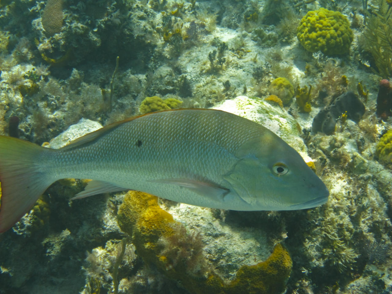 Lutjanus analis